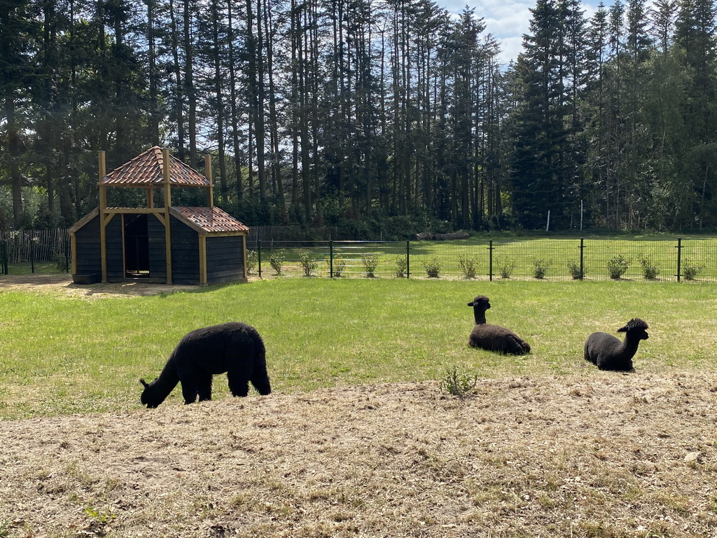 Alpacas at Zoo Veldhoven