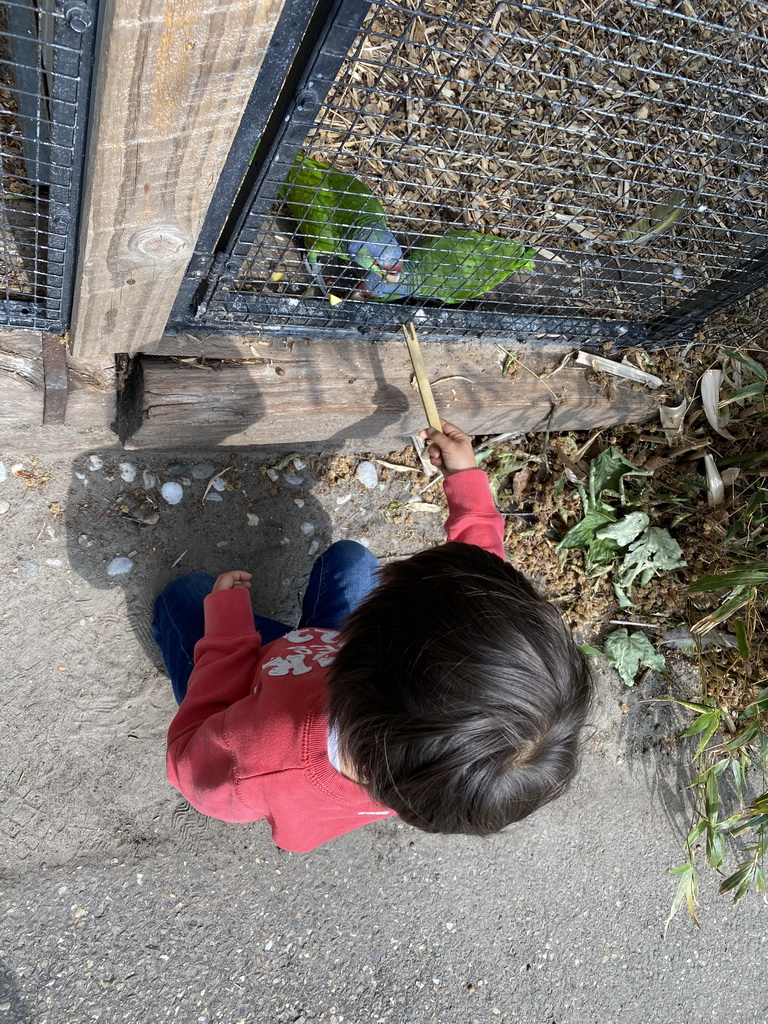 Max feeding Parrots at Zoo Veldhoven