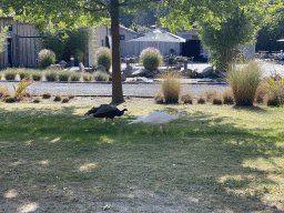 Peacocks at the entrance to Zoo Veldhoven