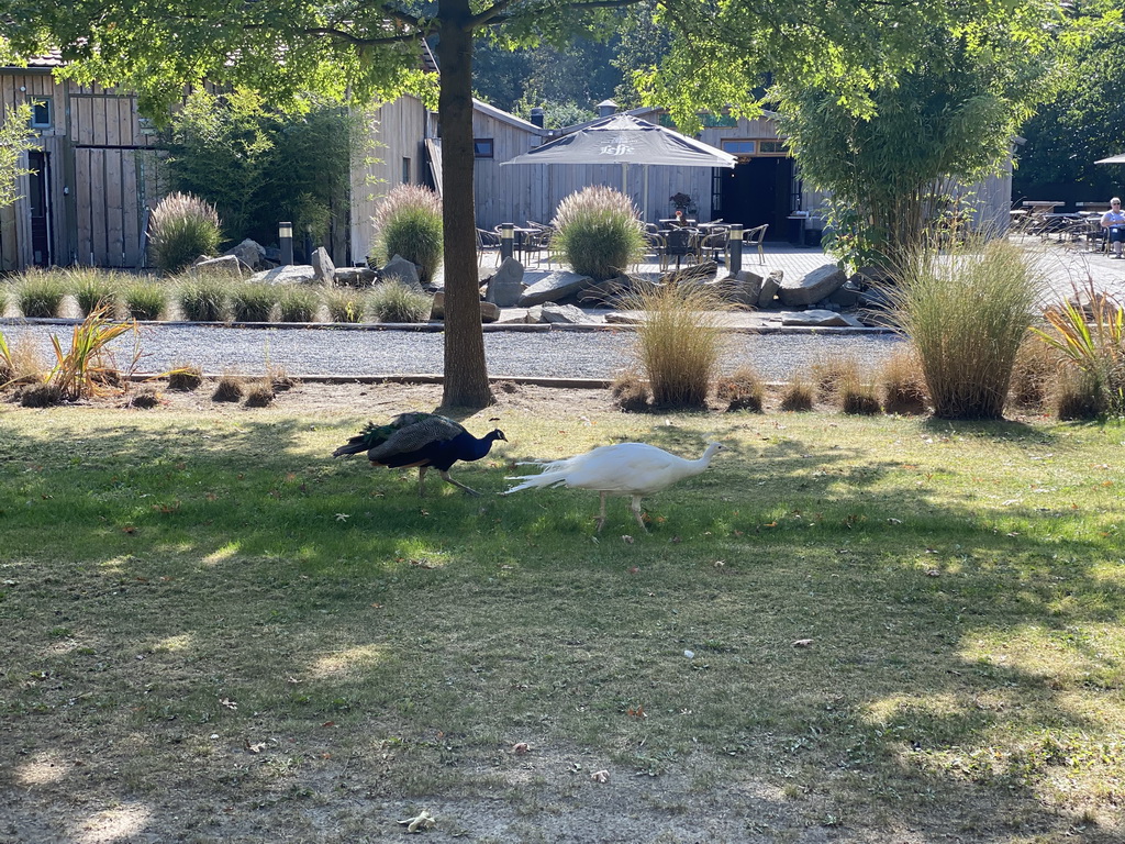 Peacocks at the entrance to Zoo Veldhoven