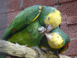 Yellow-headed Amazons at Zoo Veldhoven