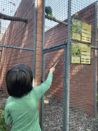 Max feeding a Yellow-headed Amazon and a Red-lored Amazon at Zoo Veldhoven, with explanation