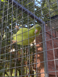 Pacific Parrotlet at Zoo Veldhoven