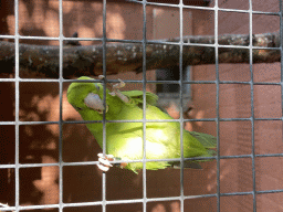 Pacific Parrotlet at Zoo Veldhoven