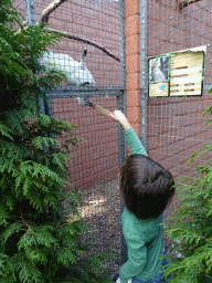 Max feeding a mutated White-crested Cockatoo at Zoo Veldhoven, with explanation