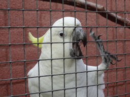 Max feeding a mutated White-crested Cockatoo at Zoo Veldhoven, with explanation