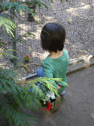 Max feeding a Peach-faced Lovebird at Zoo Veldhoven