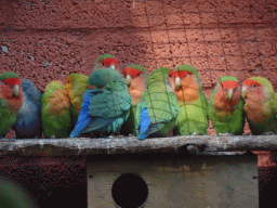 Lovebirds at Zoo Veldhoven