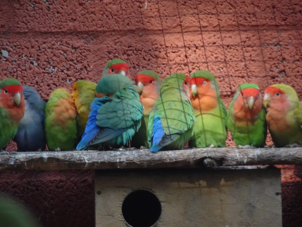 Lovebirds at Zoo Veldhoven
