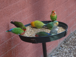 Lovebirds at Zoo Veldhoven