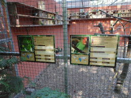 Black-winged Lovebirds, Peach-faced Lovebirds and other Lovebirds at Zoo Veldhoven, with explanation