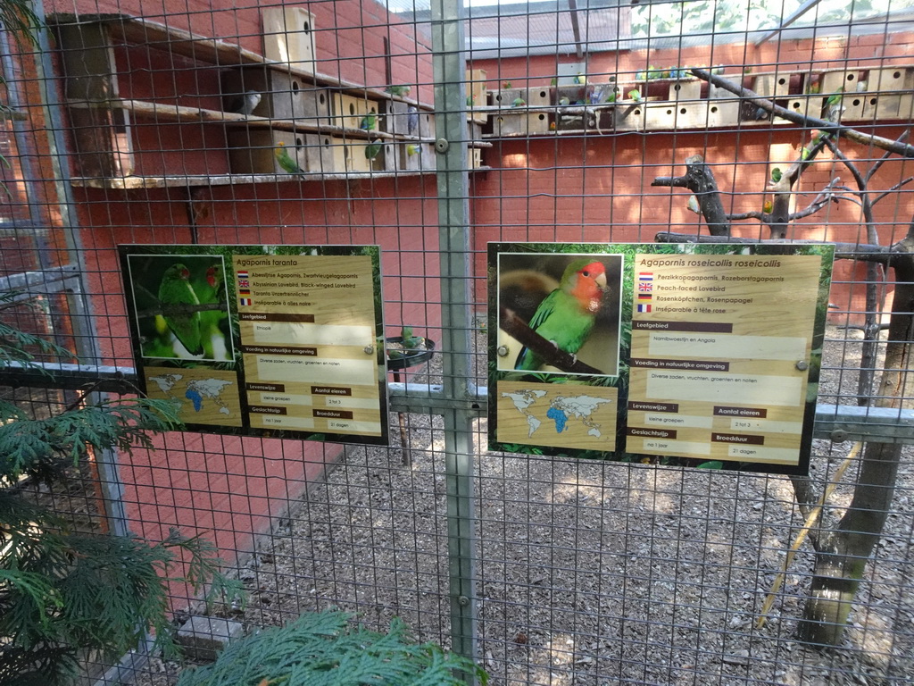 Black-winged Lovebirds, Peach-faced Lovebirds and other Lovebirds at Zoo Veldhoven, with explanation