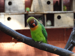 Lovebird at Zoo Veldhoven