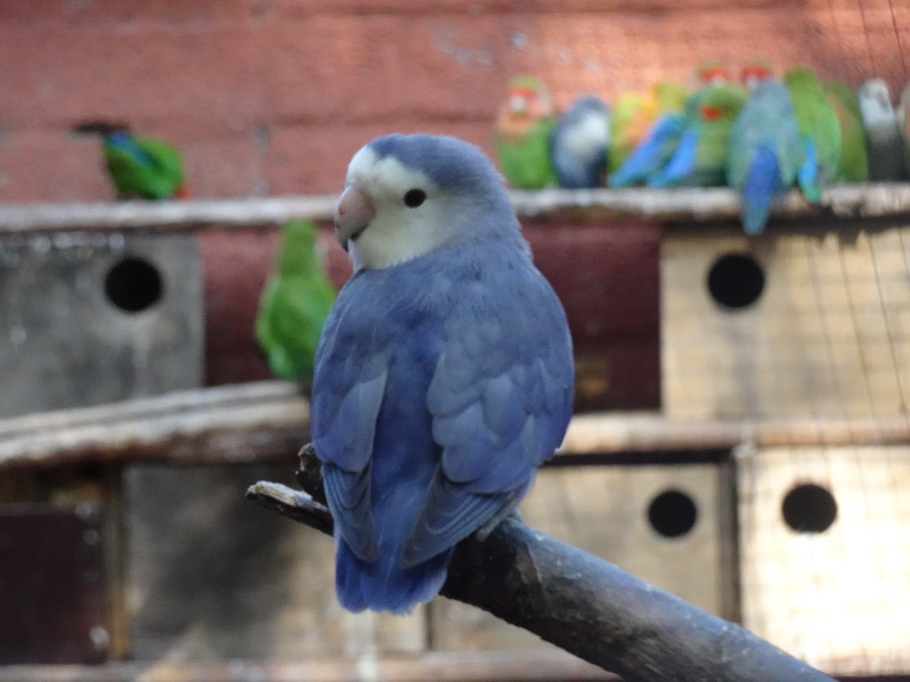 Lovebird at Zoo Veldhoven