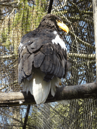 Steller`s Sea Eagle at Zoo Veldhoven