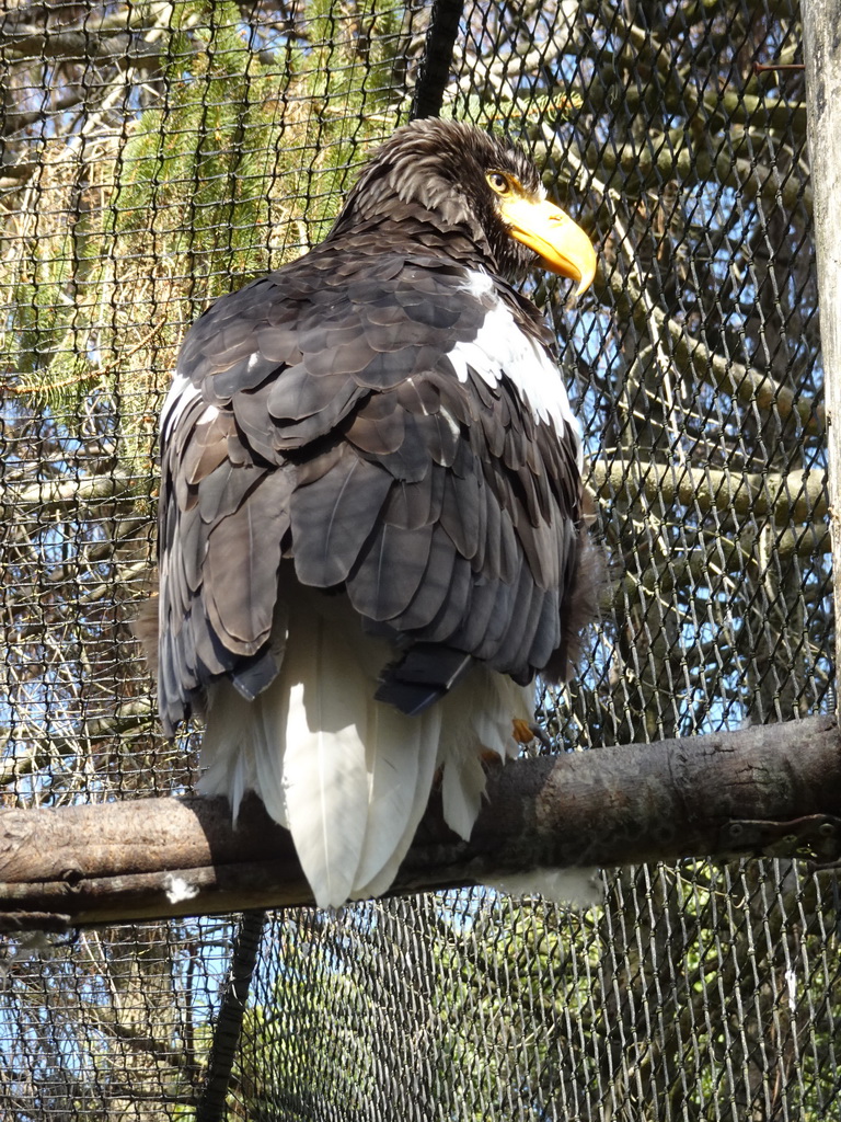 Steller`s Sea Eagle at Zoo Veldhoven