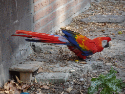 Scarlet Macaw at Zoo Veldhoven