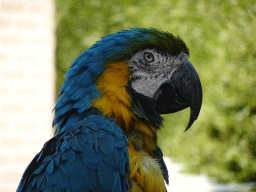 Blue-and-yellow Macaw at Zoo Veldhoven