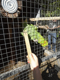 Max feeding a Parrot at Zoo Veldhoven