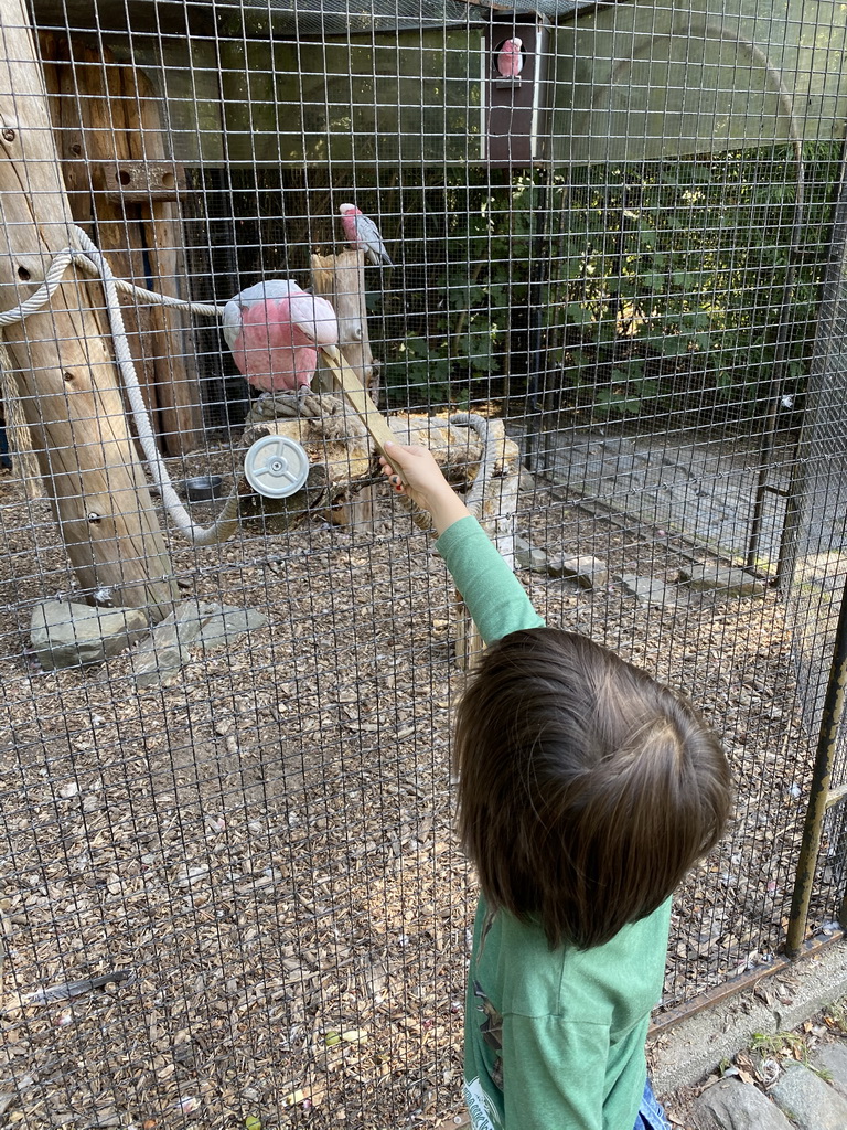 Max feeding a Parrot at Zoo Veldhoven