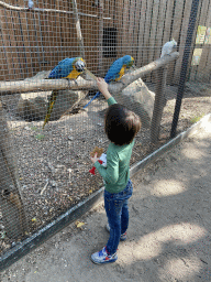 Max feeding a Blue-and-yellow Macaw at Zoo Veldhoven