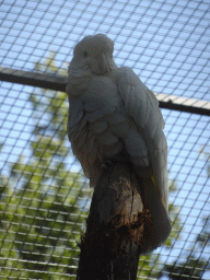 White Cockatoo at Zoo Veldhoven