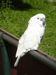White Cockatoo at Zoo Veldhoven