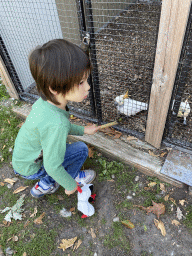 Max feeding Lesser Sulphur-crested Cockatoos at Zoo Veldhoven