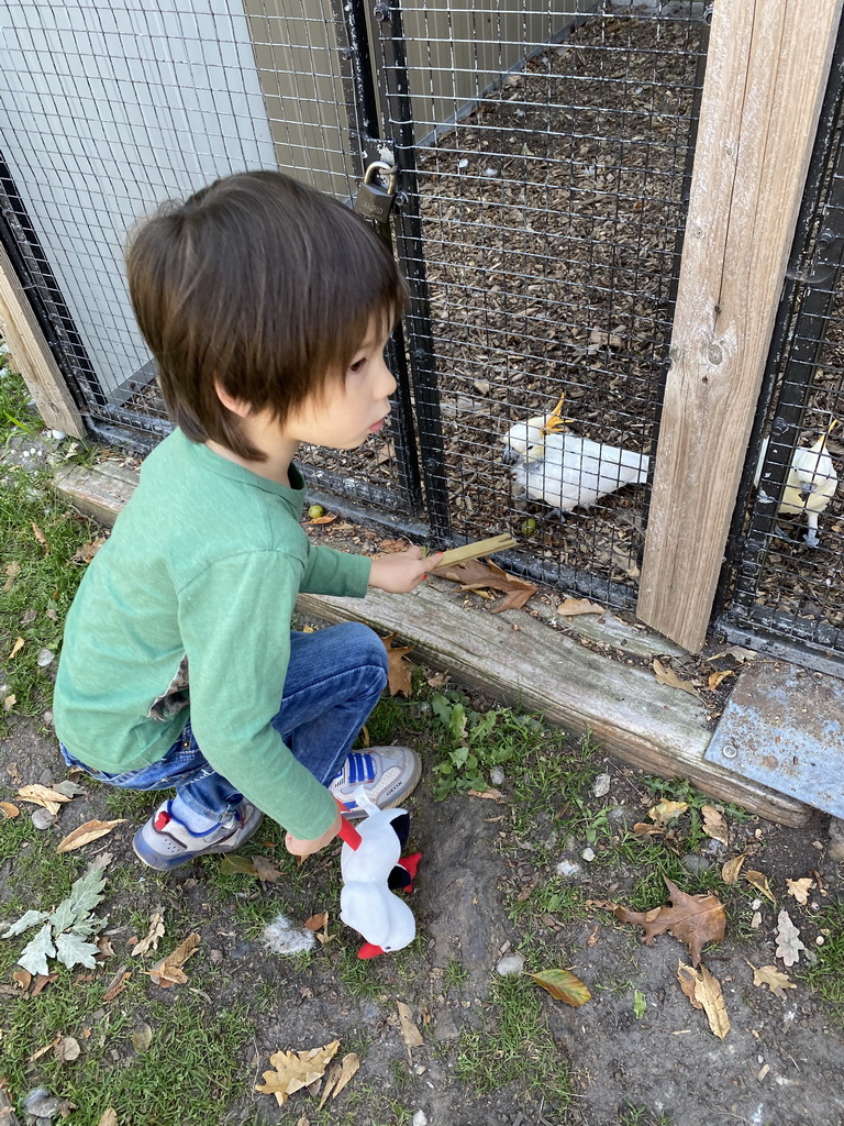 Max feeding Lesser Sulphur-crested Cockatoos at Zoo Veldhoven