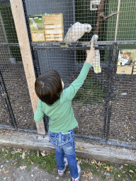 Max feeding Bare-eyed Cockatoos at Zoo Veldhoven, with explanation