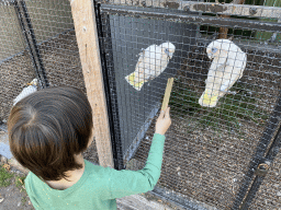 Max feeding Bare-eyed Cockatoos at Zoo Veldhoven, with explanation