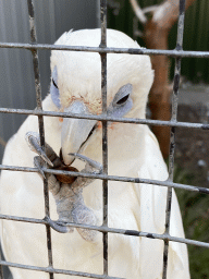 Bare-eyed Cockatoo eating a seed at Zoo Veldhoven