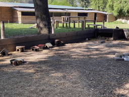 Guinea Pigs at Zoo Veldhoven