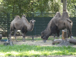 Bactrian Camels at Zoo Veldhoven
