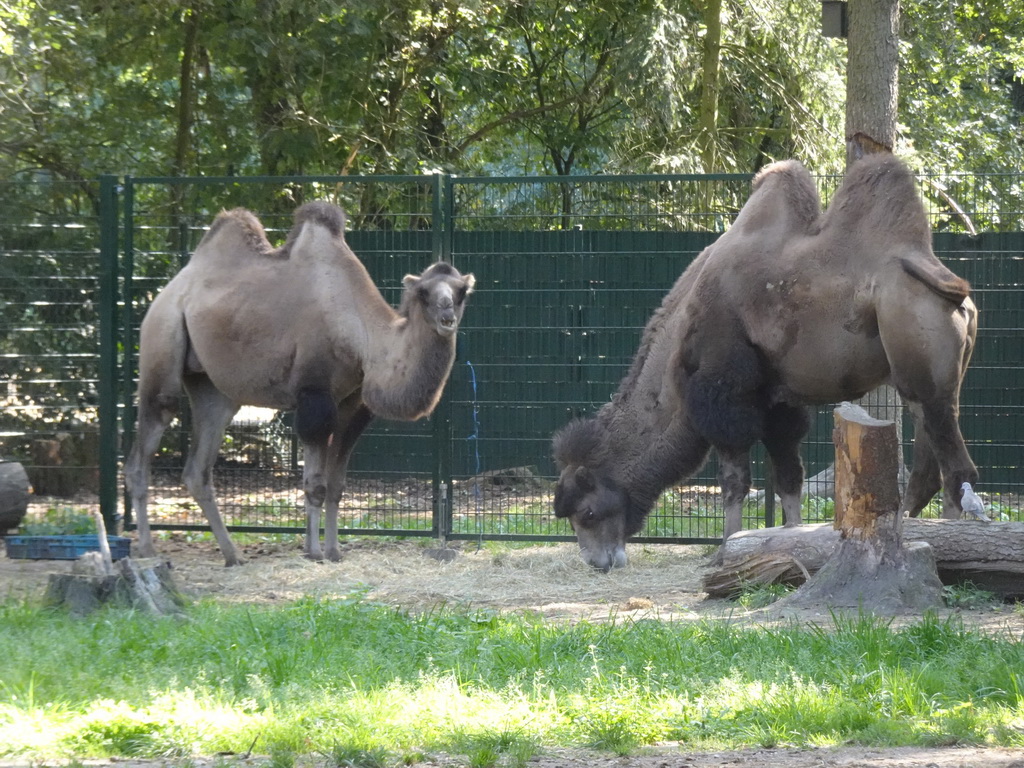 Bactrian Camels at Zoo Veldhoven