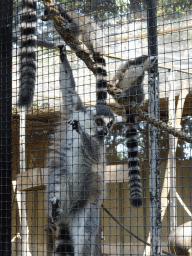 Ring-tailed Lemurs at Zoo Veldhoven