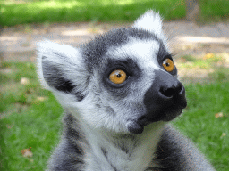 Ring-tailed Lemur at Zoo Veldhoven