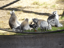 Ring-tailed Lemurs at Zoo Veldhoven