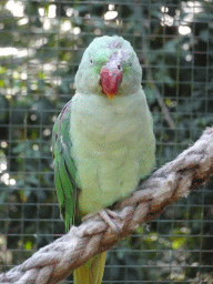 Parrot in an Aviary at Zoo Veldhoven