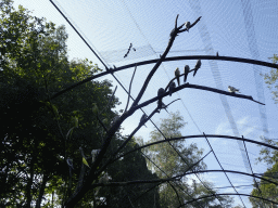 Birds in an Aviary at Zoo Veldhoven