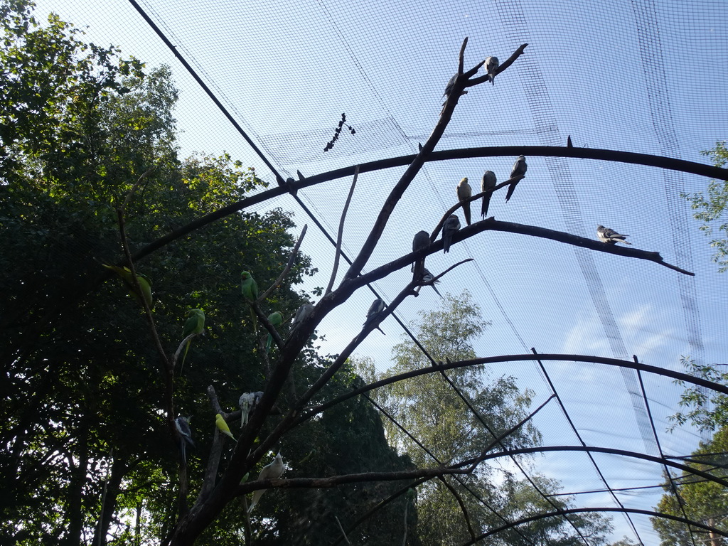 Birds in an Aviary at Zoo Veldhoven