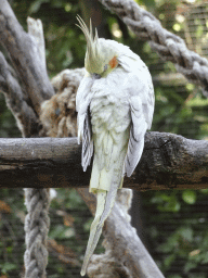Bird in an Aviary at Zoo Veldhoven