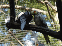 Birds in an Aviary at Zoo Veldhoven