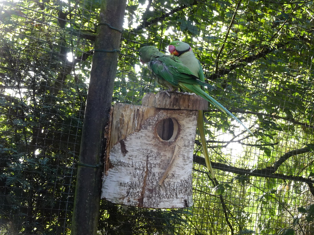 Parrots in an Aviary at Zoo Veldhoven