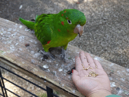 Max feeding a Parakeet in an Aviary at Zoo Veldhoven