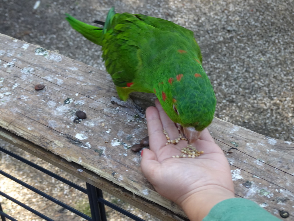 Max feeding a Parakeet in an Aviary at Zoo Veldhoven