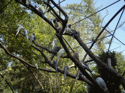 Birds in an Aviary at Zoo Veldhoven