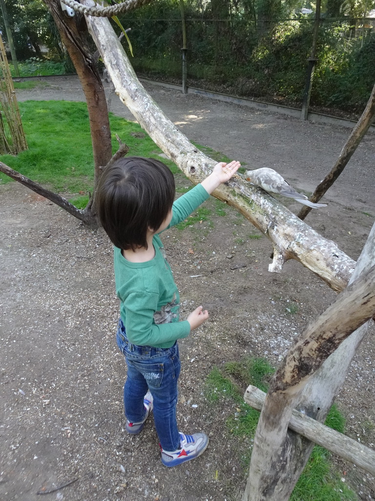 Max feeding a Parrot in an Aviary at Zoo Veldhoven