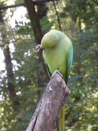 Parrot in an Aviary at Zoo Veldhoven