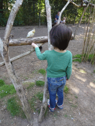 Max feeding a Parrot in an Aviary at Zoo Veldhoven